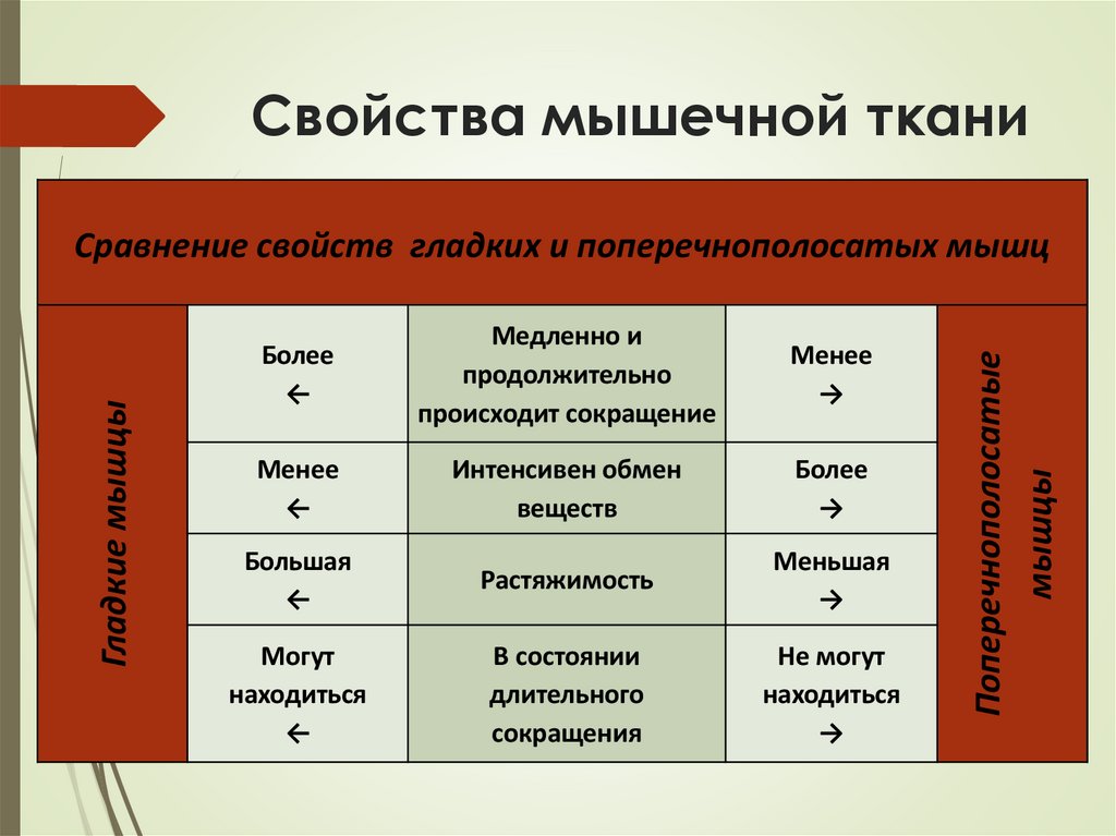 Свойства мышечной ткани
