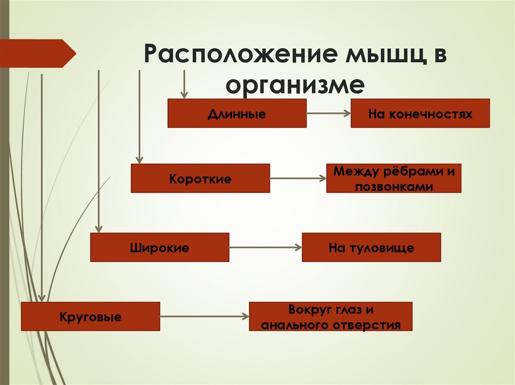 Расположение мышц в организме
