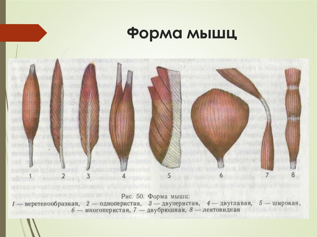 Форма мышц