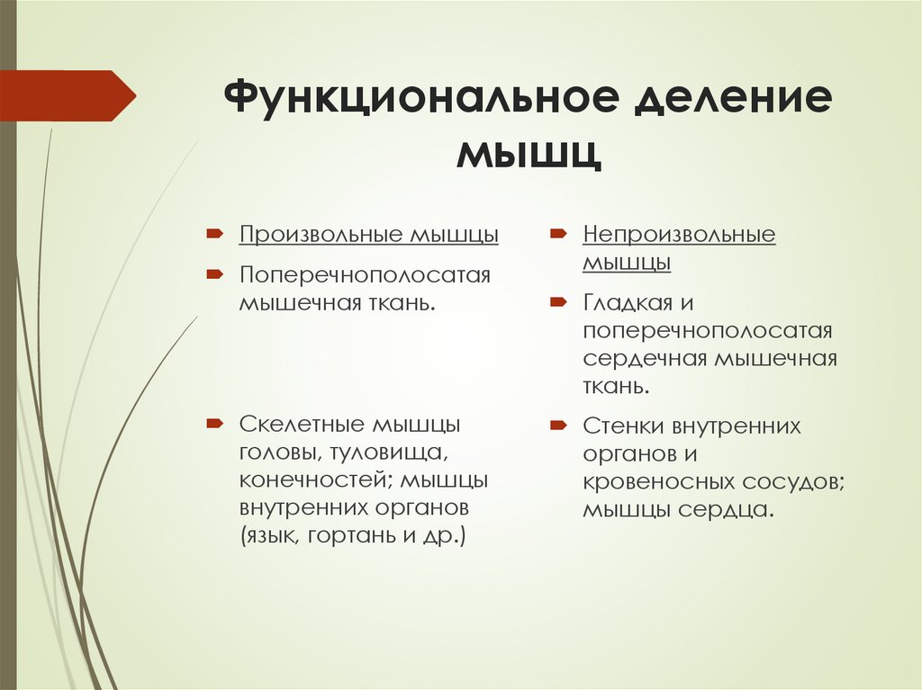 Функциональное деление мышц