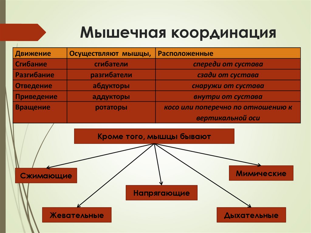 Мышечная координация