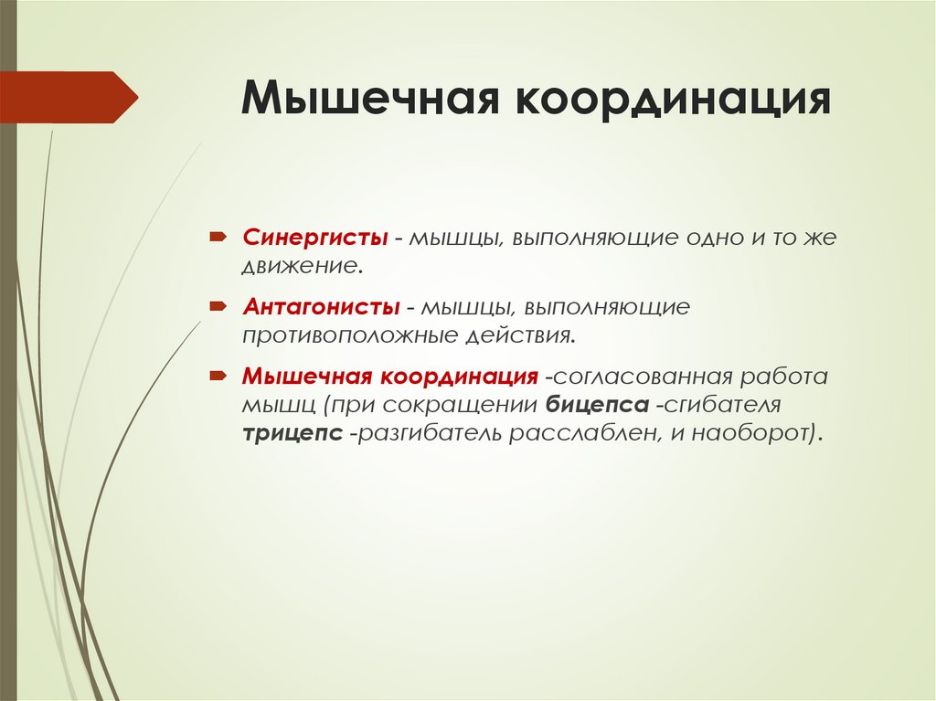 Мышечная координация