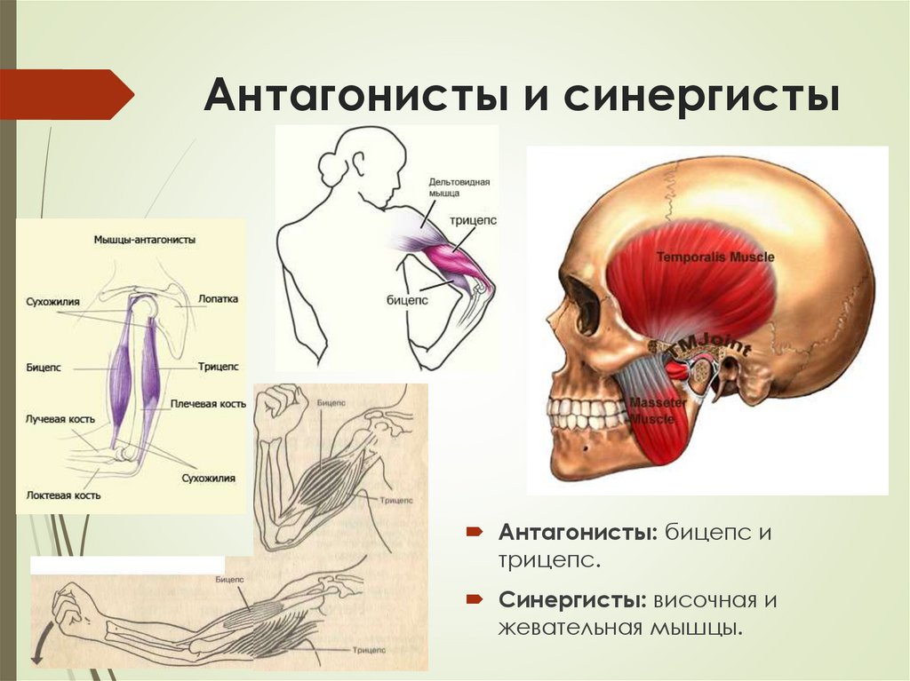 Антагонисты и синергисты