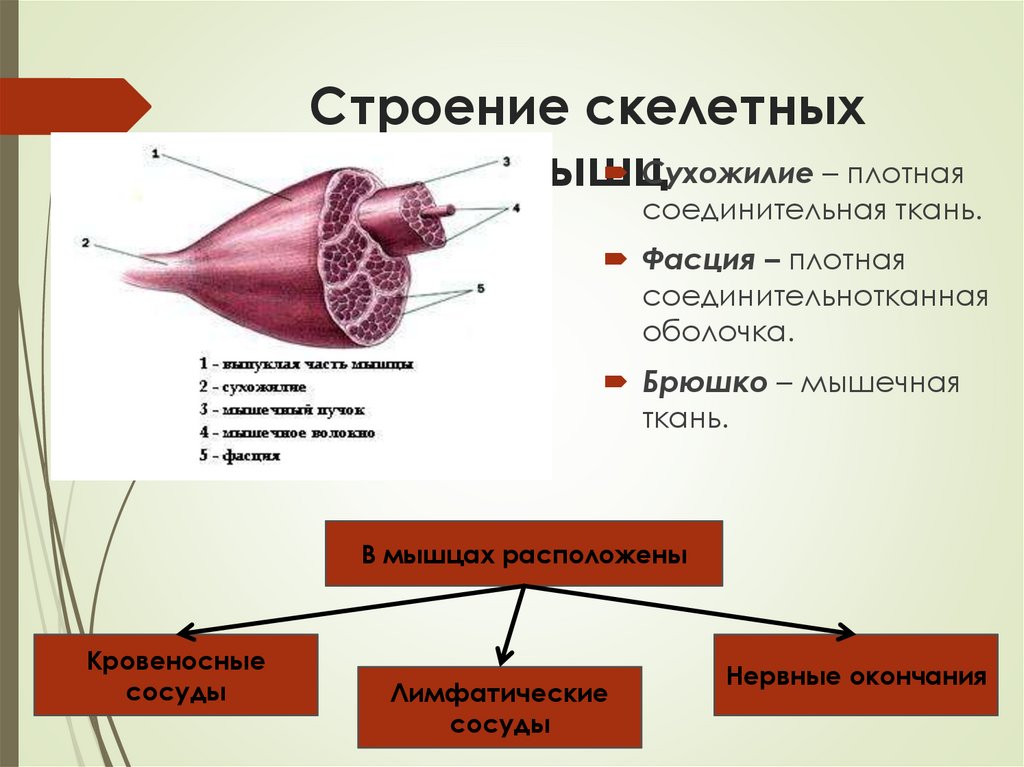 Строение скелетных мышц