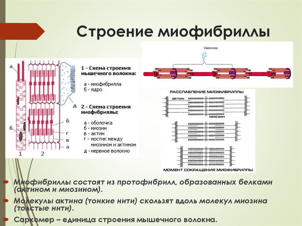 Строение миофибриллы