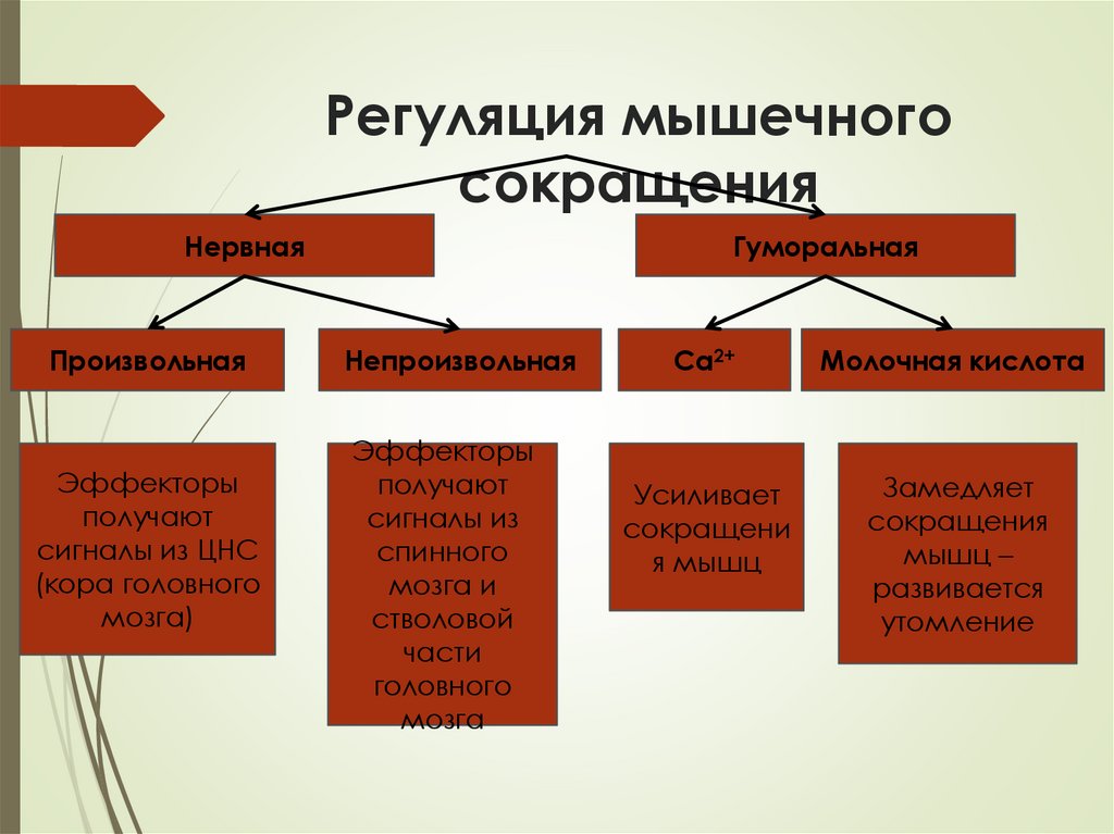 Регуляция мышечного сокращения