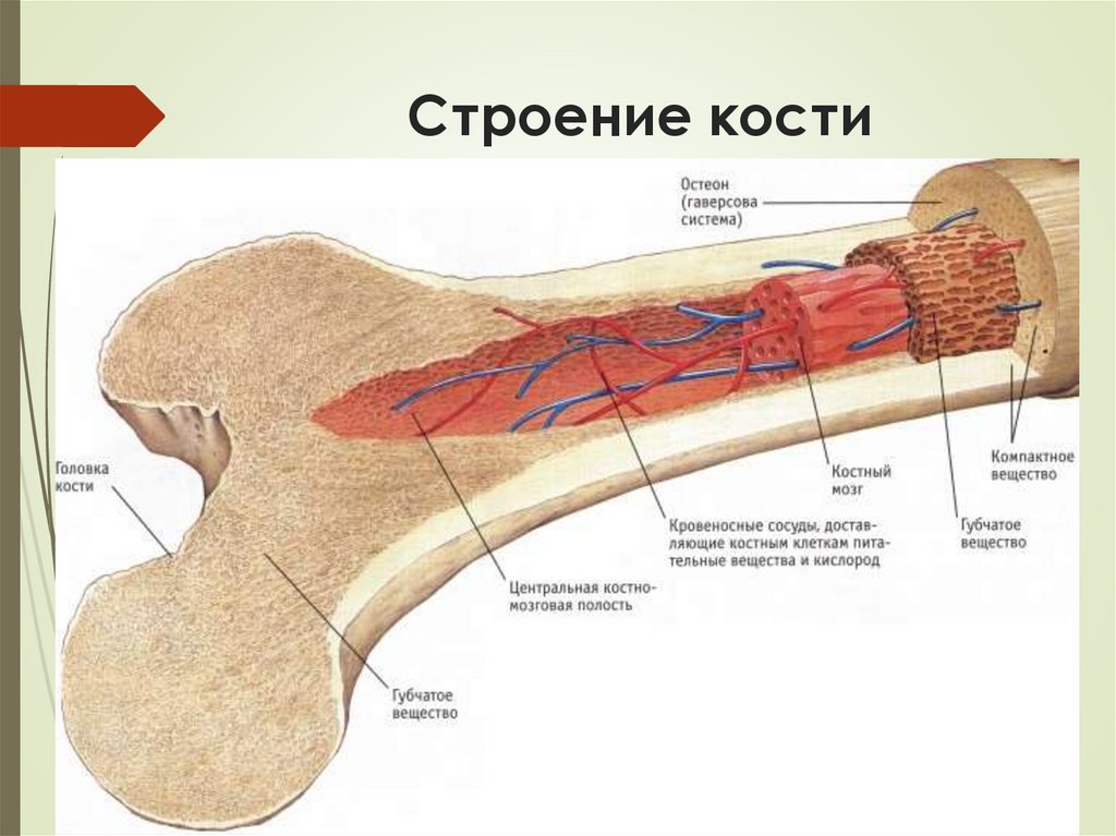 Строение кости