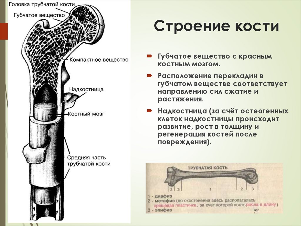 Строение кости