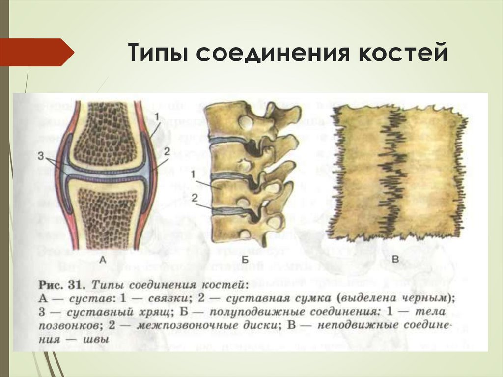 Типы соединения костей
