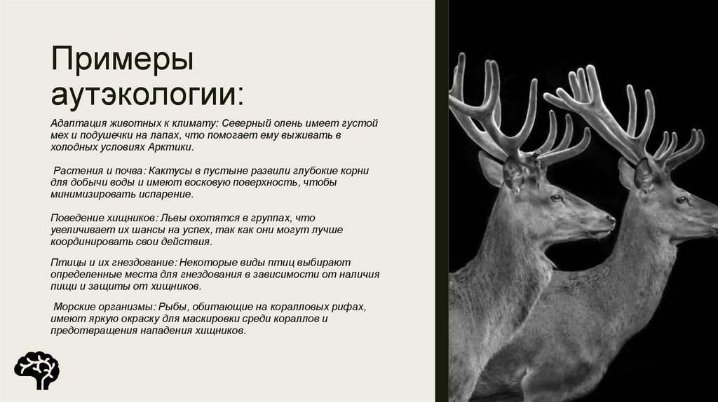 Примеры аутэкологии: