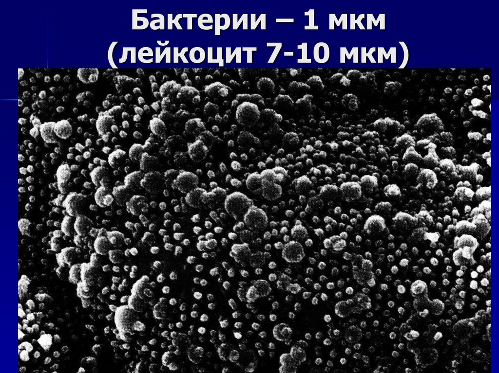 Бактерии – 1 мкм (лейкоцит 7-10 мкм)