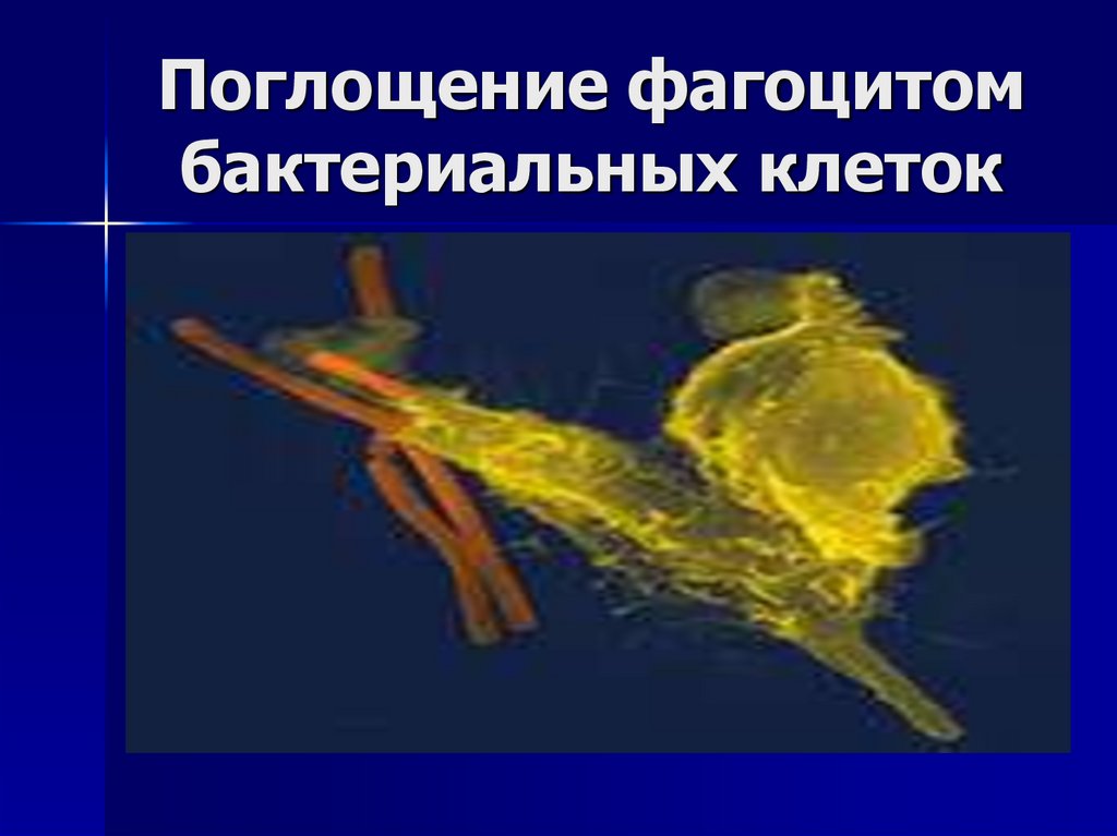 Поглощение фагоцитом бактериальных клеток