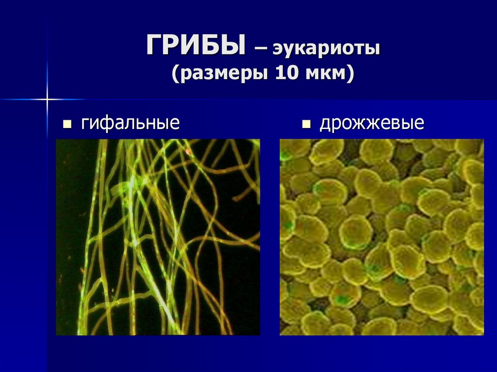 ГРИБЫ – эукариоты (размеры 10 мкм)