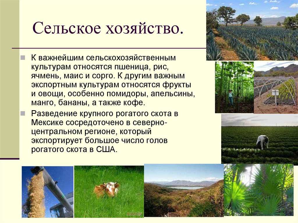 Сельское хозяйство.