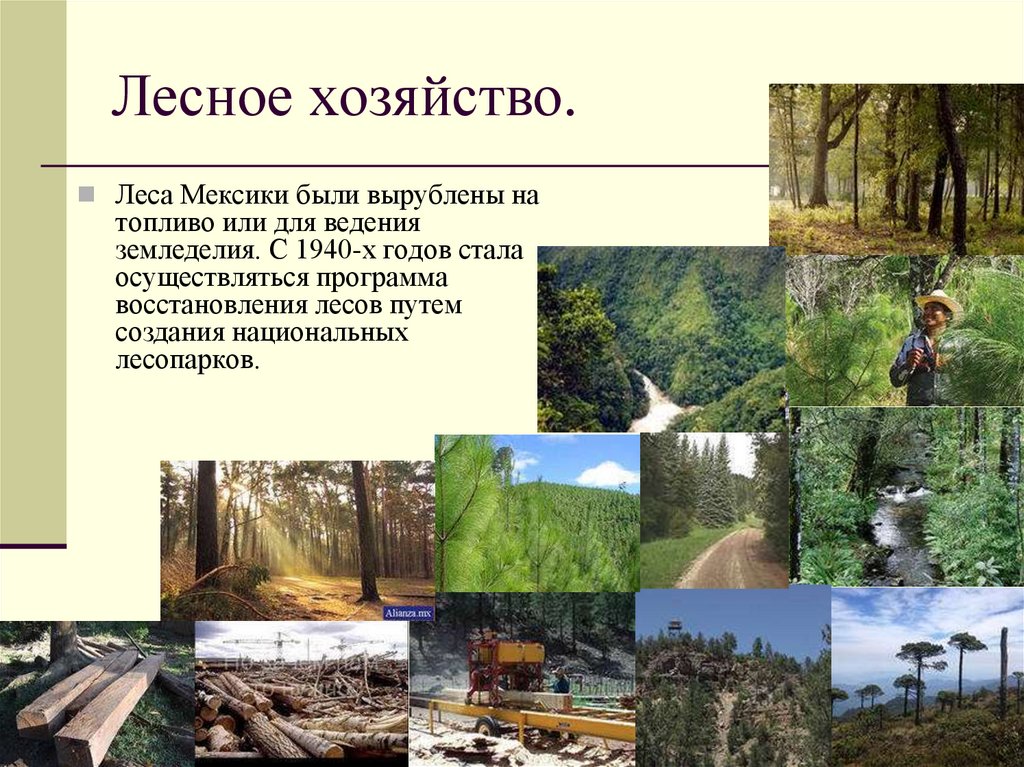 Лесное хозяйство.