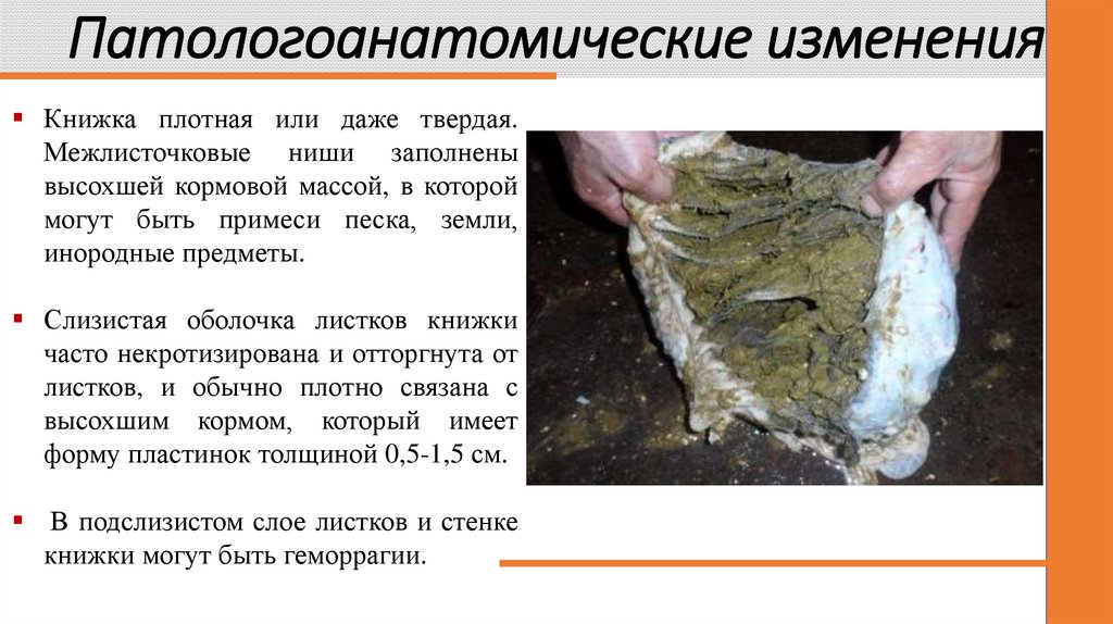 Патологоанатомические изменения