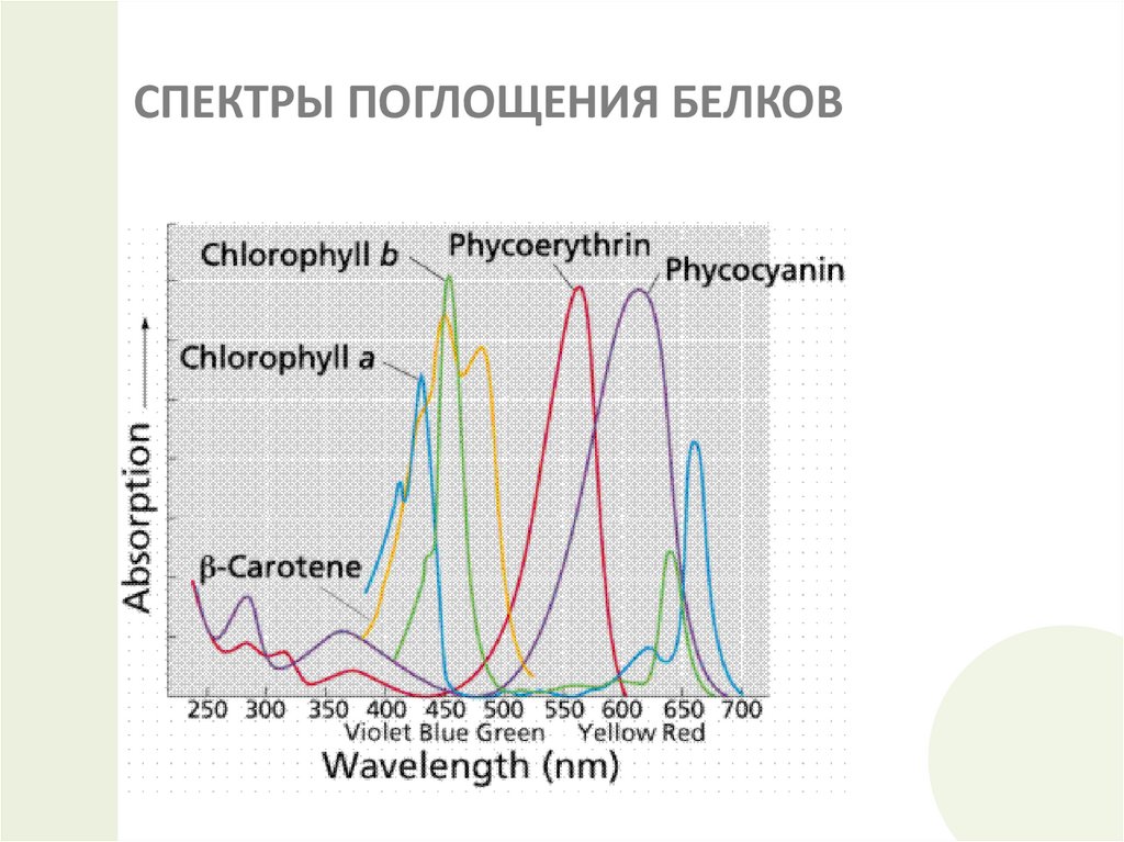 СПЕКТРЫ ПОГЛОЩЕНИЯ БЕЛКОВ