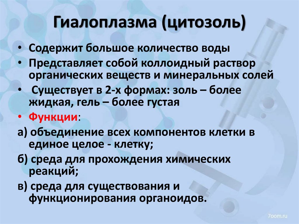 Гиалоплазма (цитозоль)