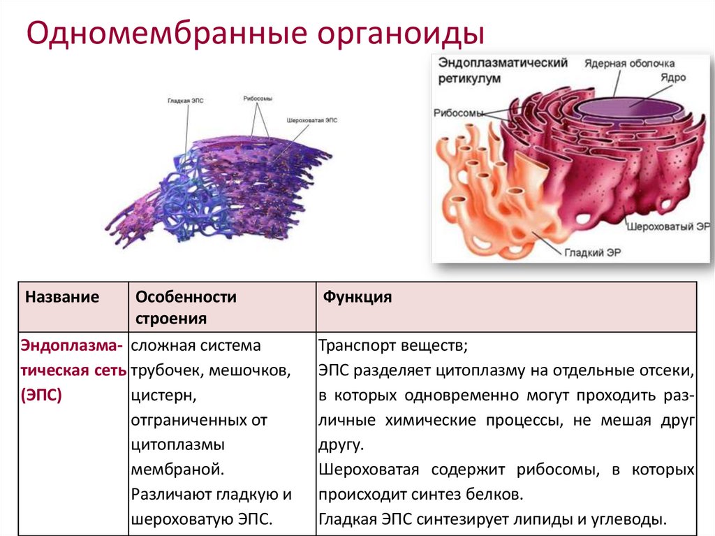 Одномембранные органоиды