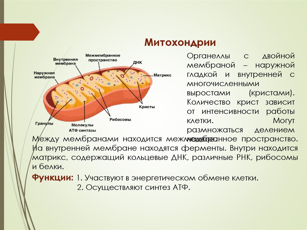 Митохондрии