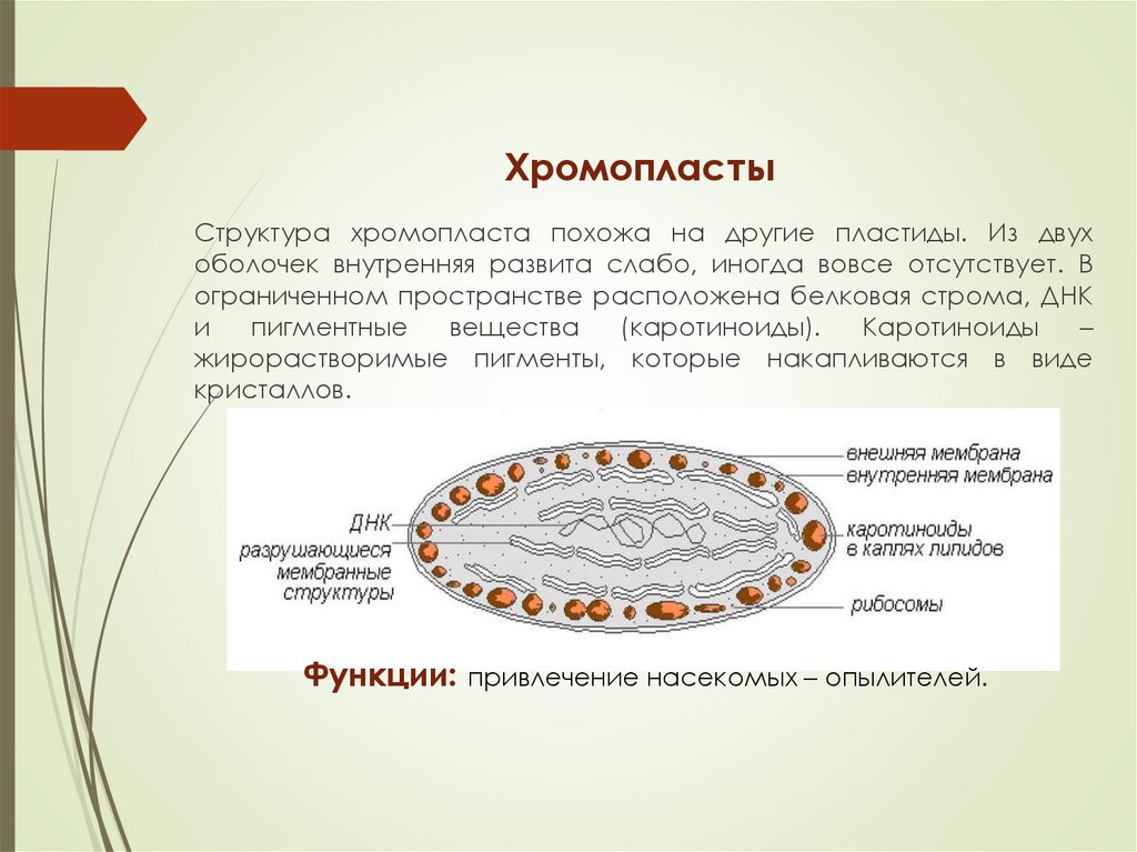 Хромопласты