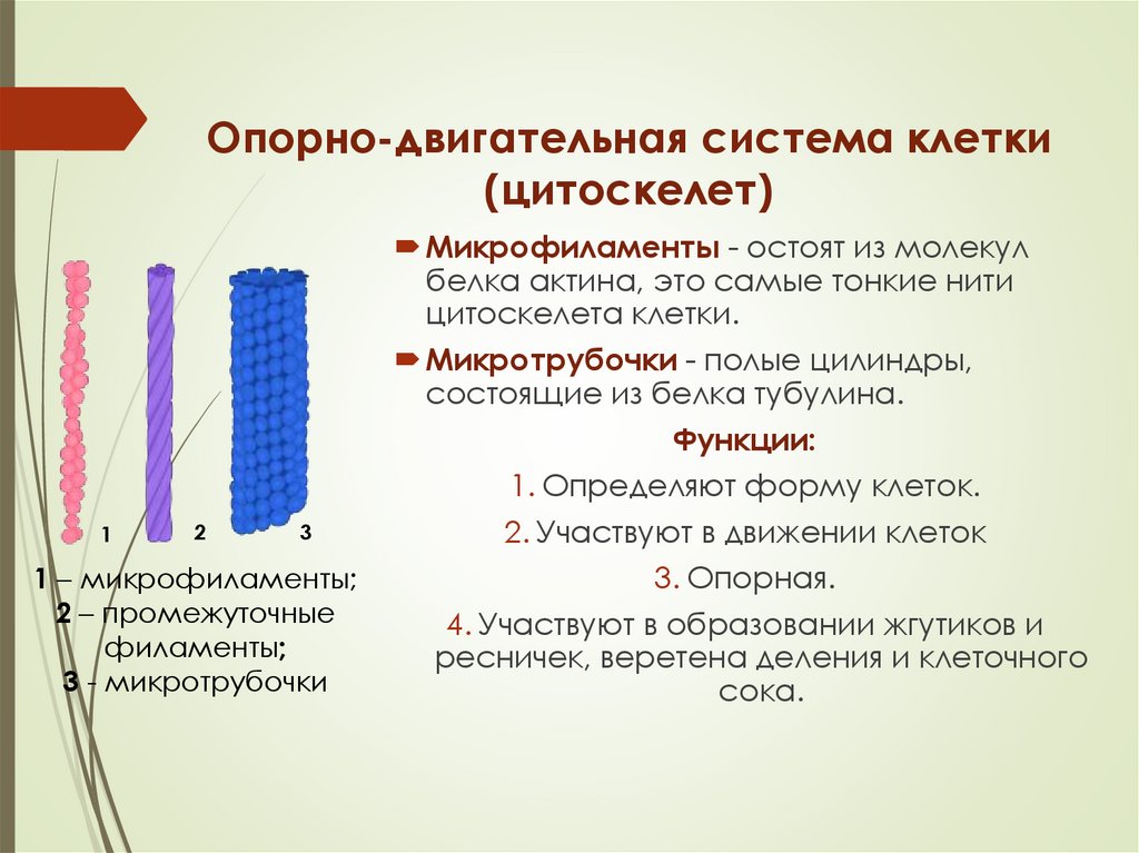 Опорно-двигательная система клетки (цитоскелет)