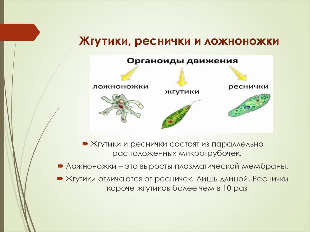 Жгутики, реснички и ложноножки