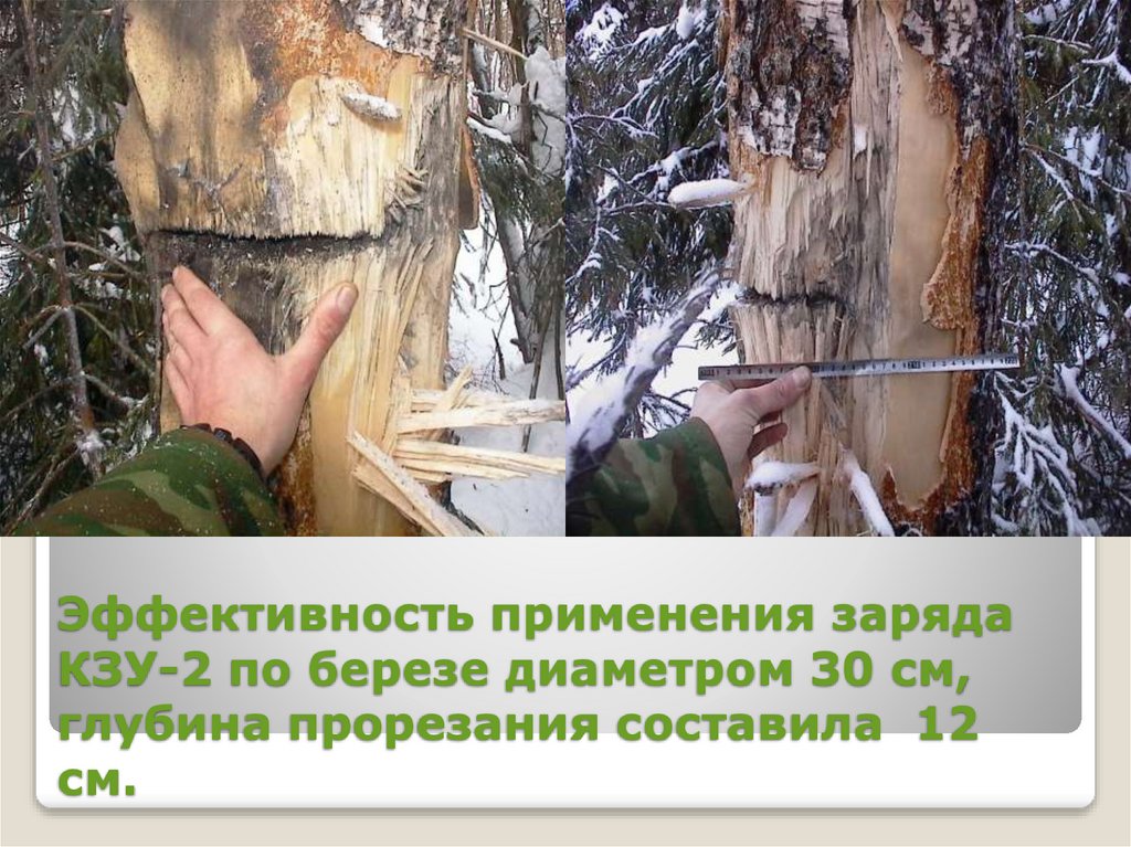 Эффективность применения заряда КЗУ-2 по березе диаметром 30 см, глубина прорезания составила 12 см.
