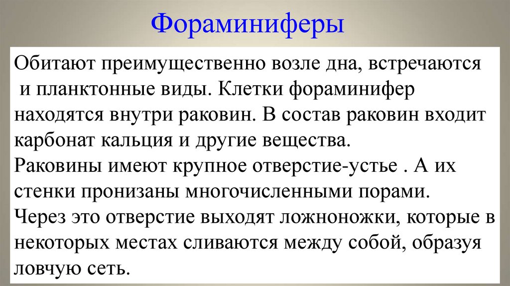 Фораминиферы