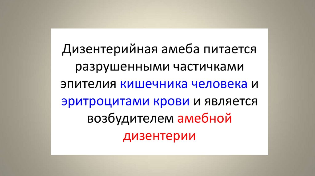 Дизентерийная амеба питается разрушенными частичками эпителия кишечника человека и эритроцитами крови и является возбудителем