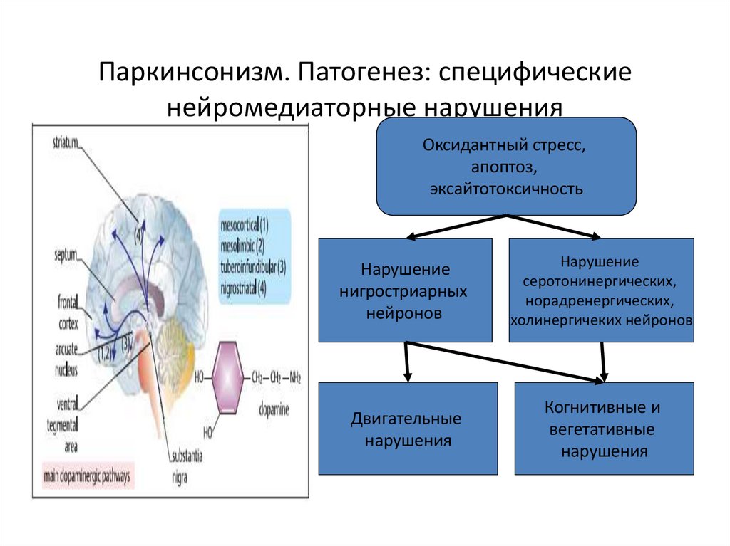 Паркинсонизм. Патогенез: специфические нейромедиаторные нарушения