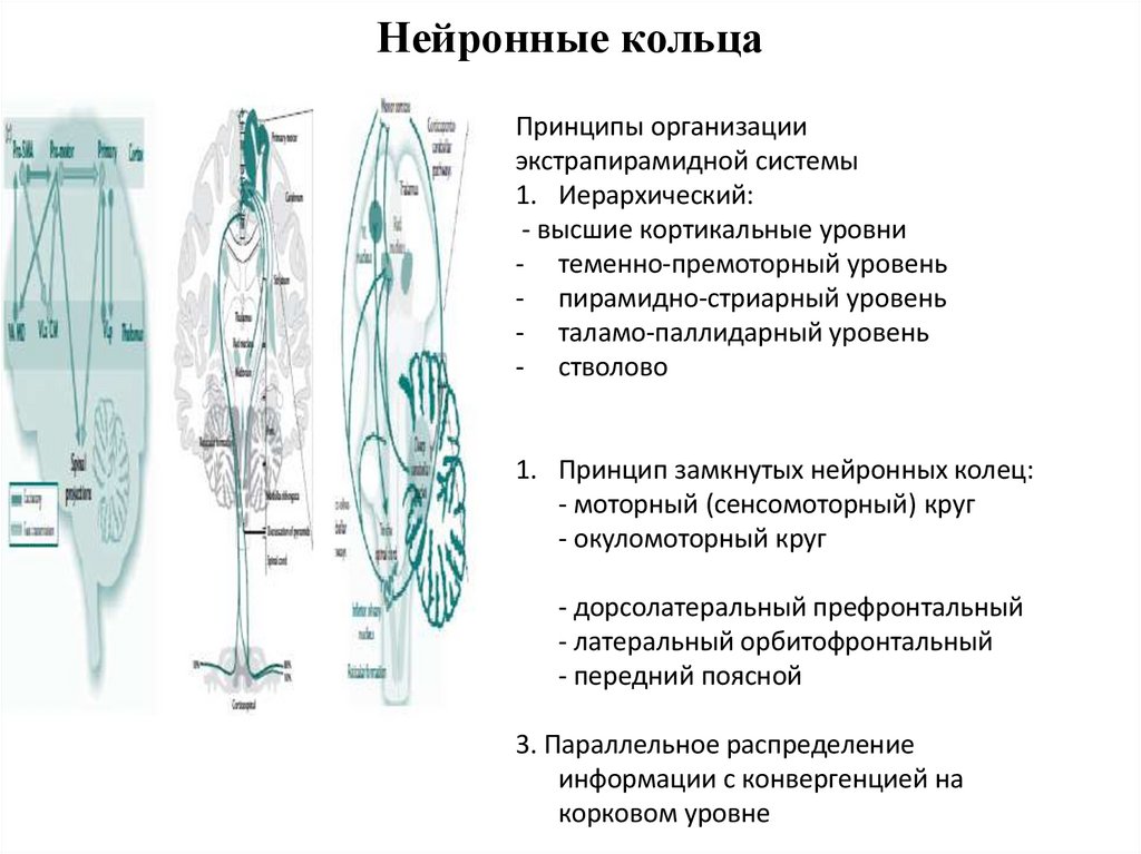 Нейронные кольца