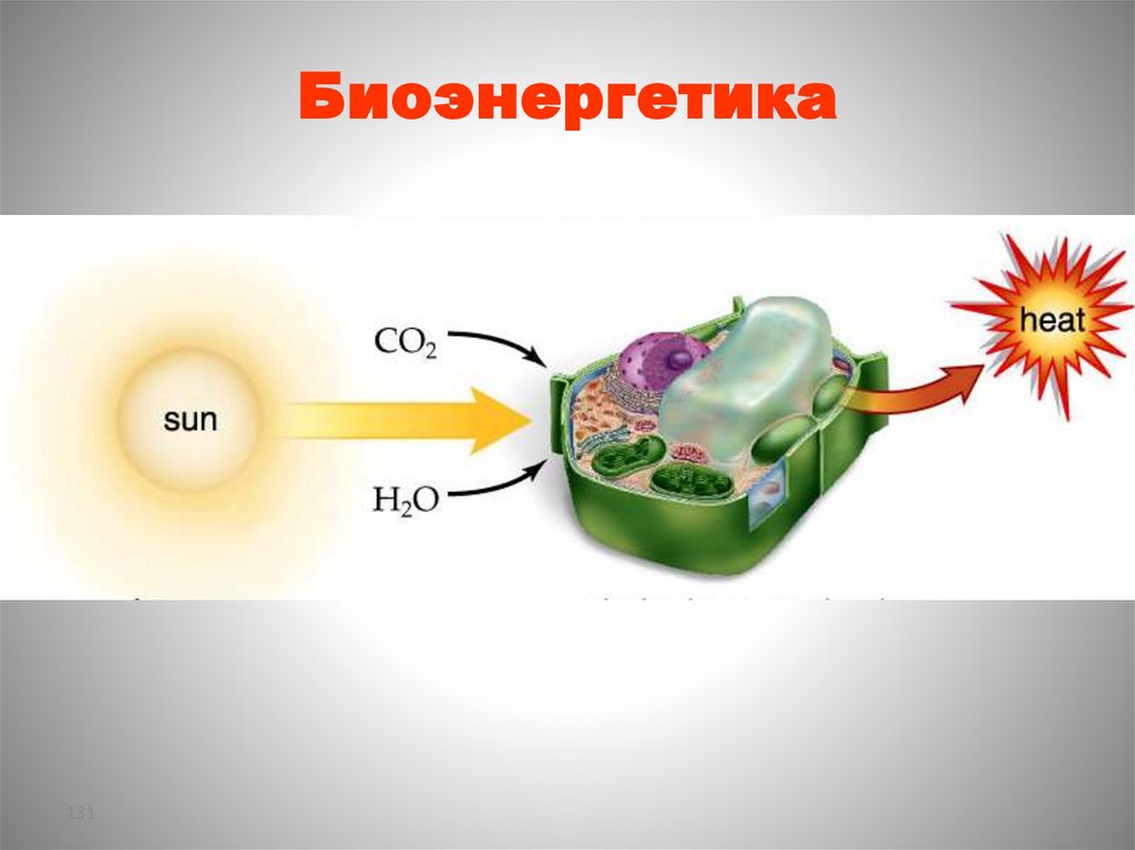 Биоэнергетика