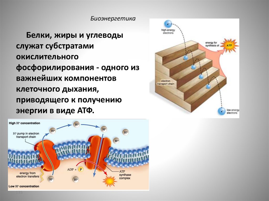 Белки, жиры и углеводы служат субстратами окислительного фосфорилирования - одного из важнейших компонентов клеточного дыхания,