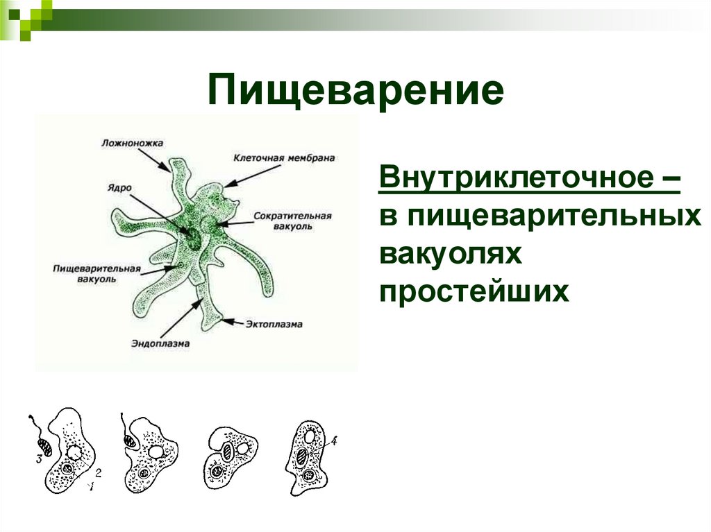 Пищеварение
