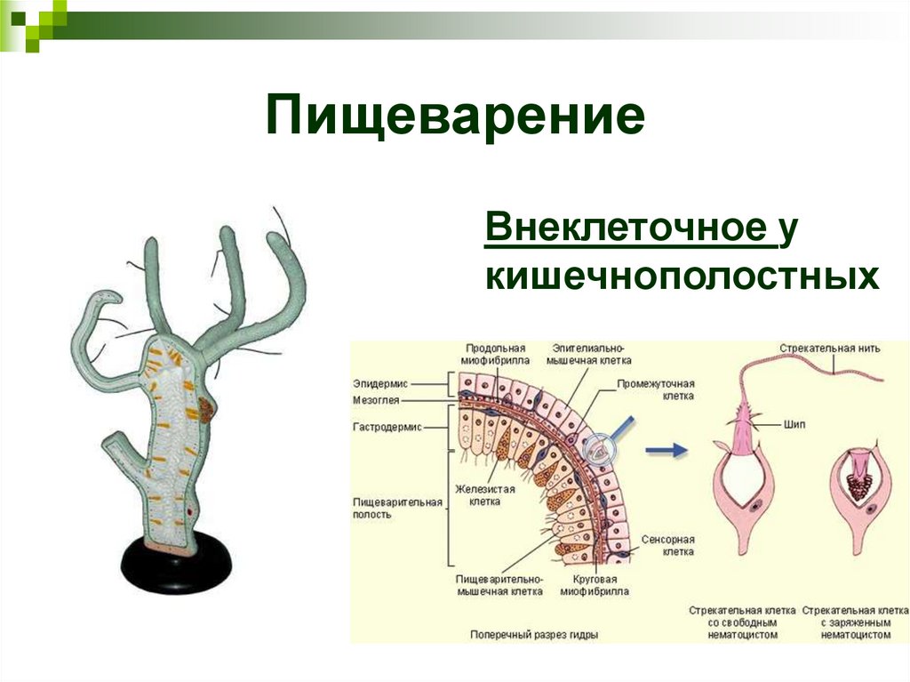 Пищеварение