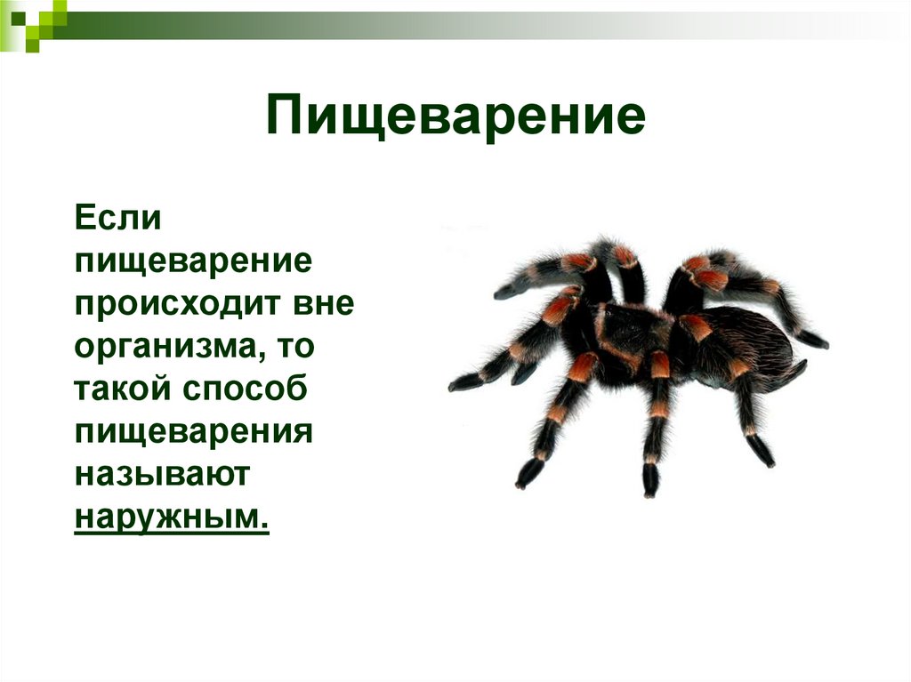 Пищеварение