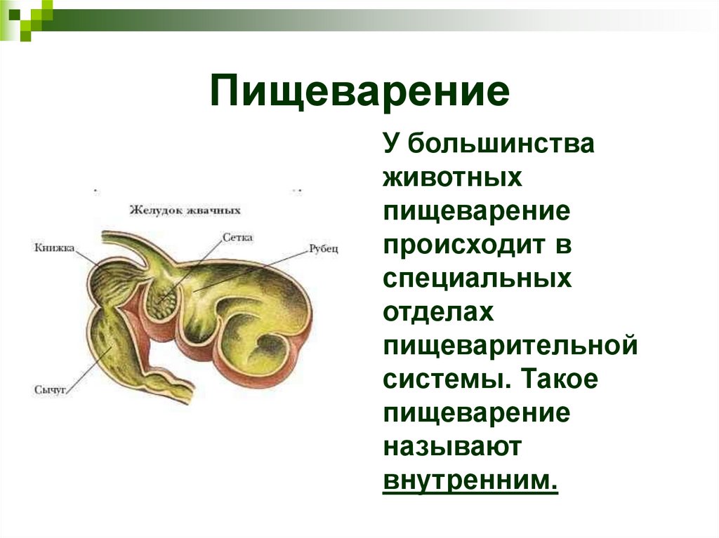 Пищеварение