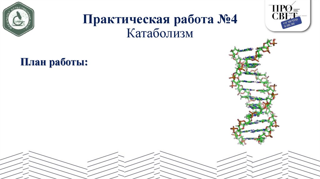 Практическая работа №4 Катаболизм