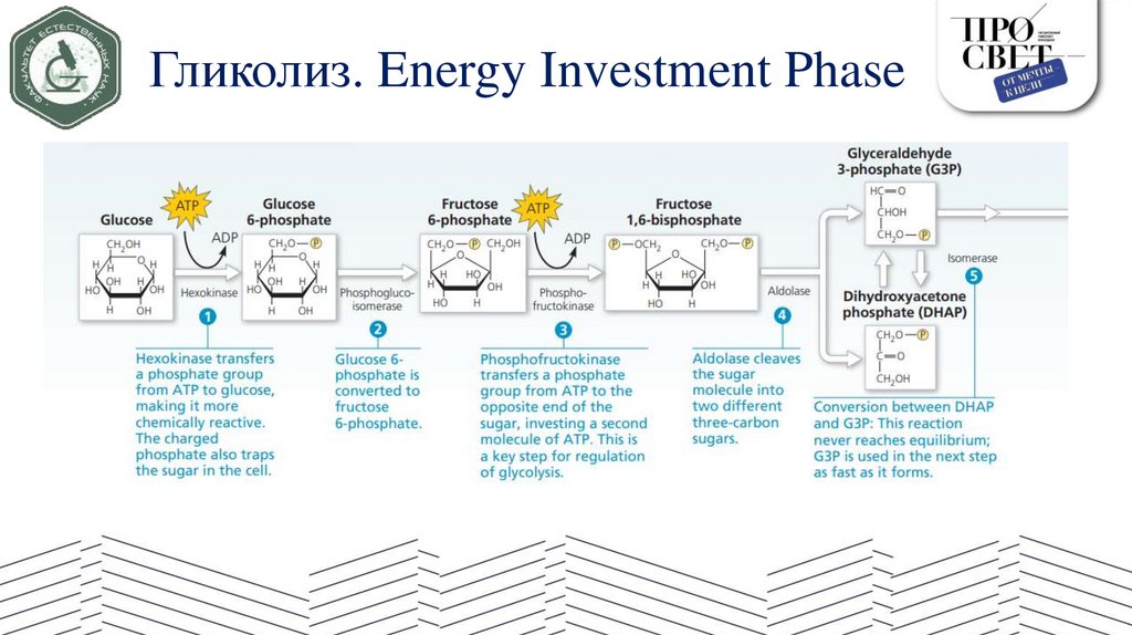 Гликолиз. Energy Investment Phase