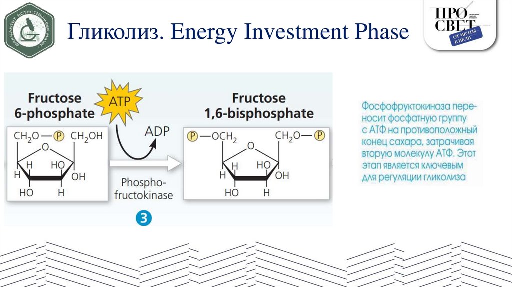 Гликолиз. Energy Investment Phase