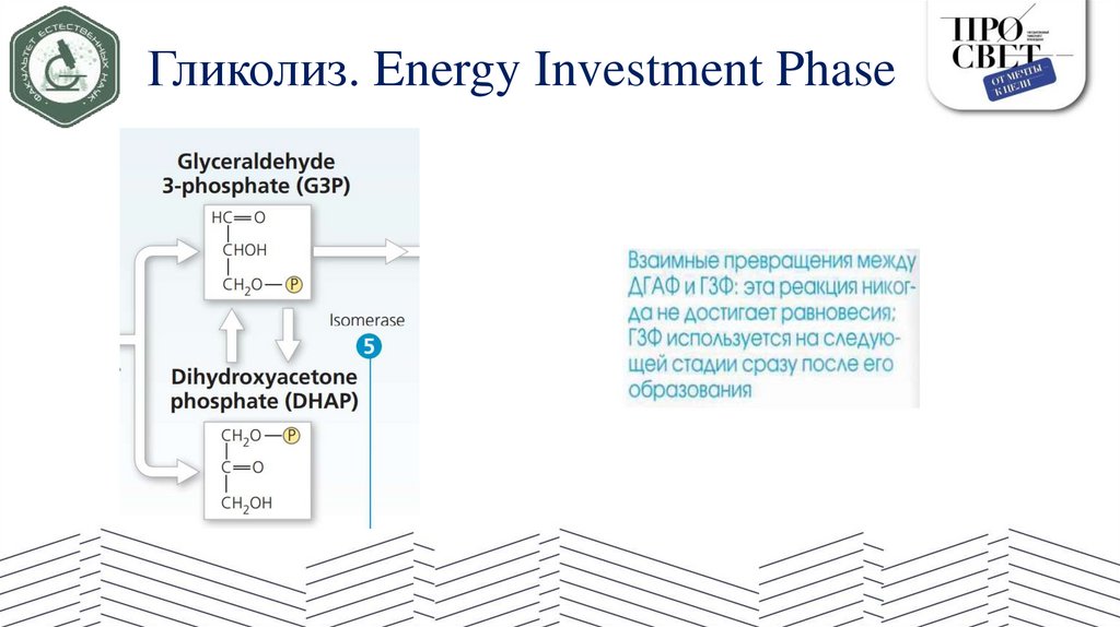 Гликолиз. Energy Investment Phase