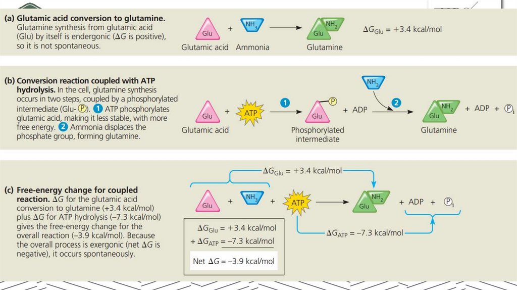 Использование энергии АТФ