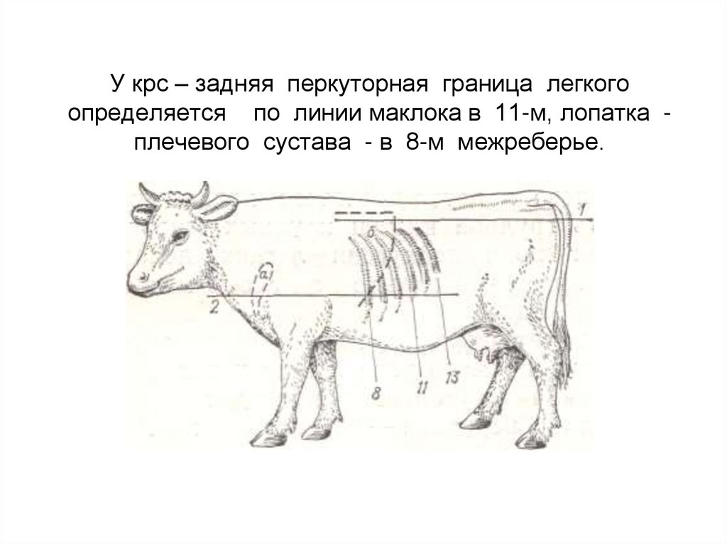 У крс – задняя перкуторная граница легкого определяется по линии маклока в 11-м, лопатка - плечевого сустава - в 8-м