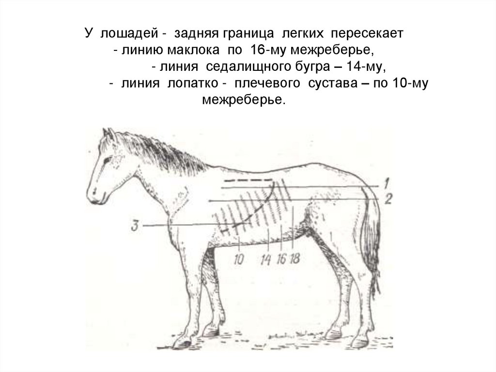 У лошадей - задняя граница легких пересекает - линию маклока по 16-му межреберье, - линия седалищного бугра – 14-му, - линия