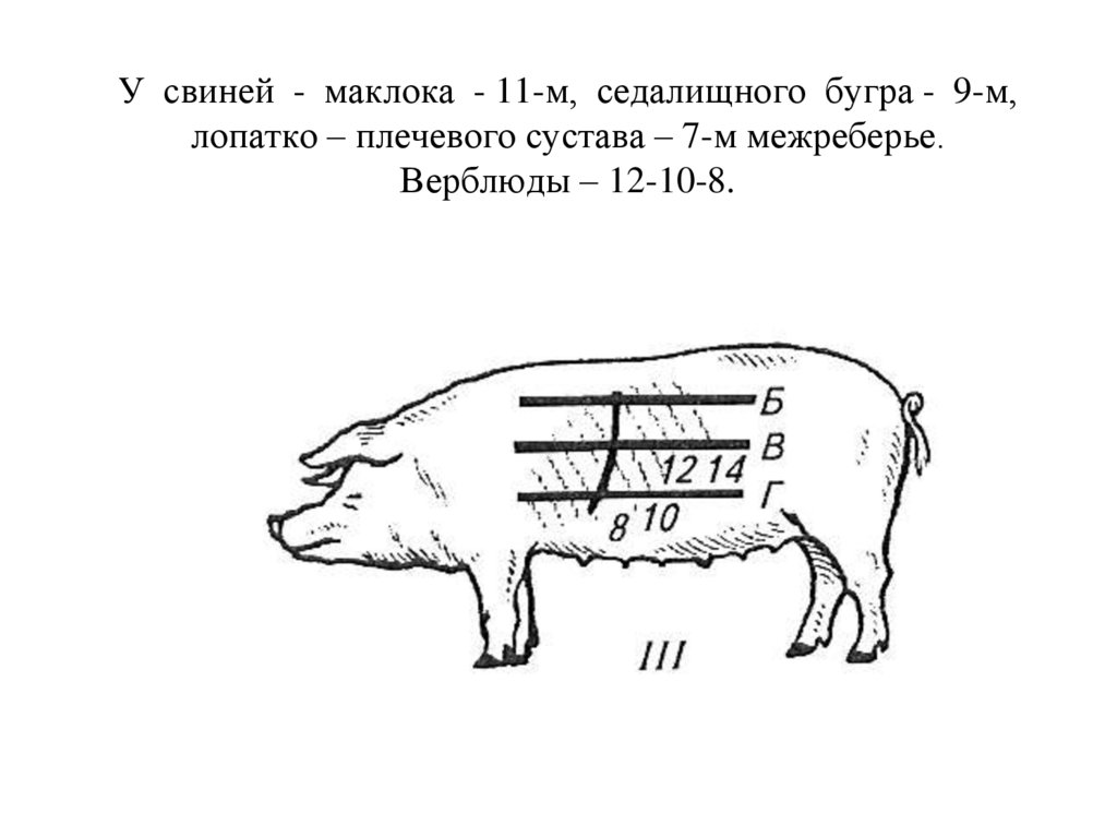 У свиней - маклока - 11-м, седалищного бугра - 9-м, лопатко – плечевого сустава – 7-м межреберье. Верблюды – 12-10-8.