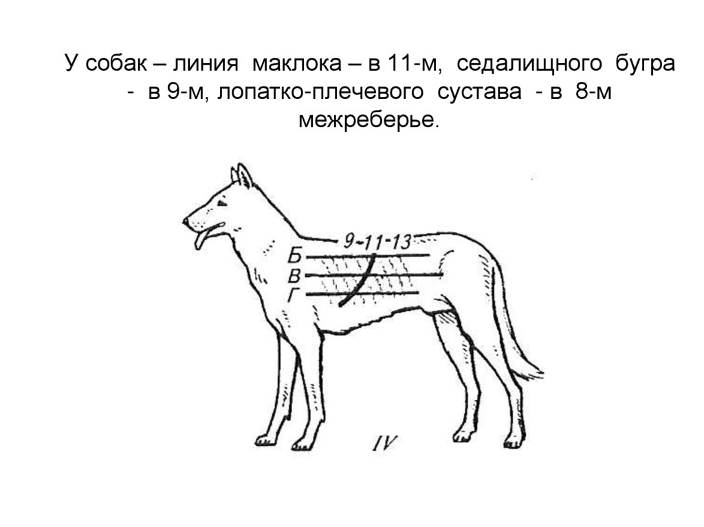 У собак – линия маклока – в 11-м, седалищного бугра - в 9-м, лопатко-плечевого сустава - в 8-м межреберье.
