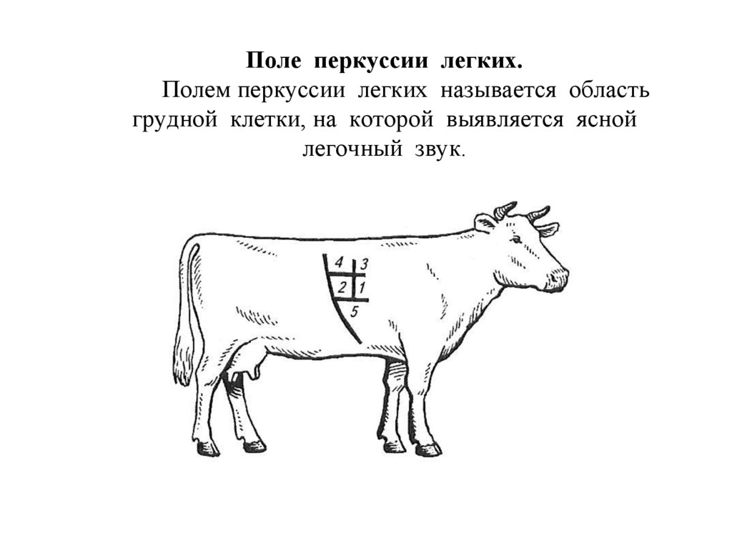Поле перкуссии легких. Полем перкуссии легких называется область грудной клетки, на которой выявляется ясной легочный звук.