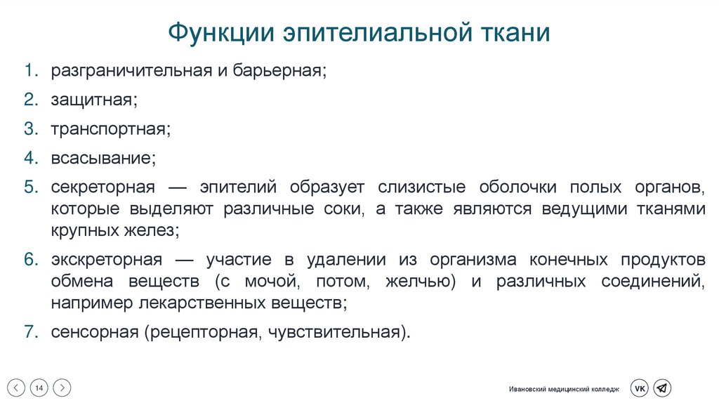 Функции эпителиальной ткани