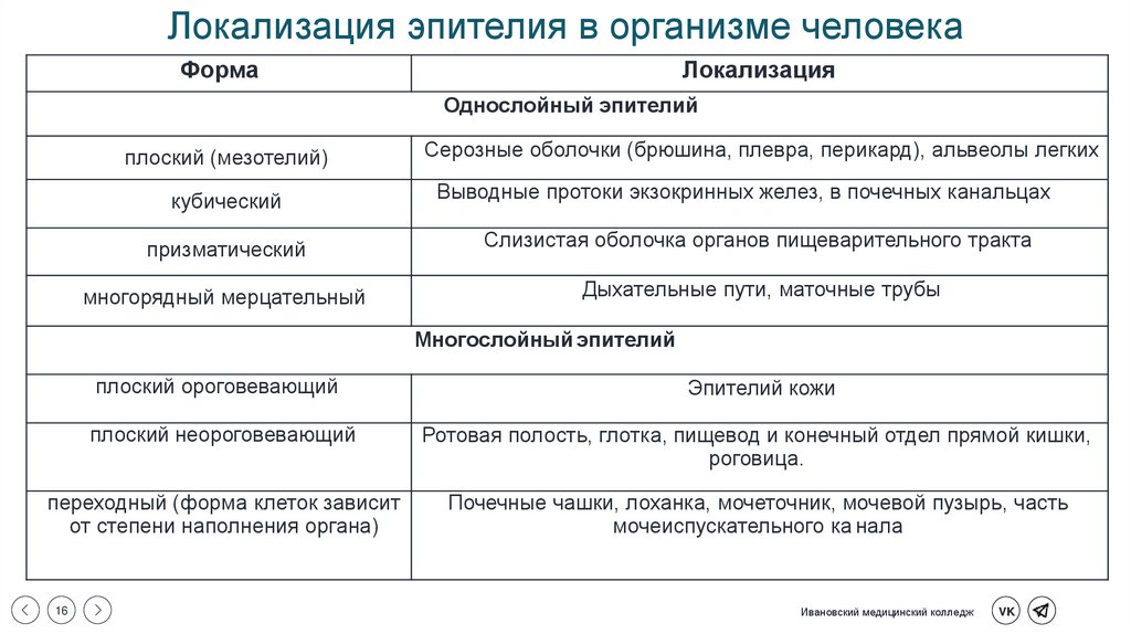 Локализация эпителия в организме человека